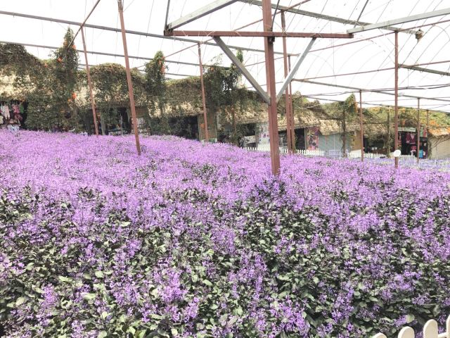 金馬倫高原薰衣草園