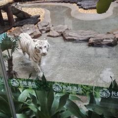 white tiger User Photo