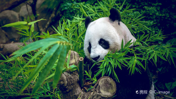 ChengduTagestouren
