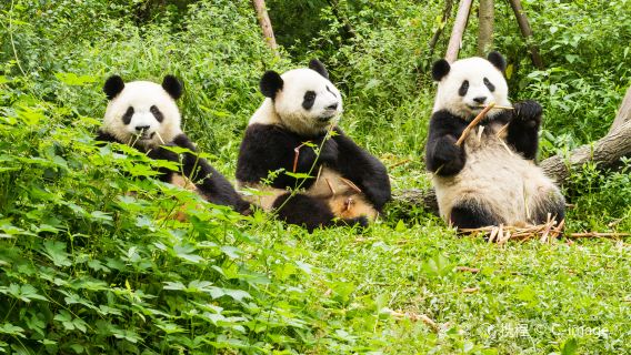 Chengdu Giant Panda Base admission ticket(Adult Ticket) - morning session