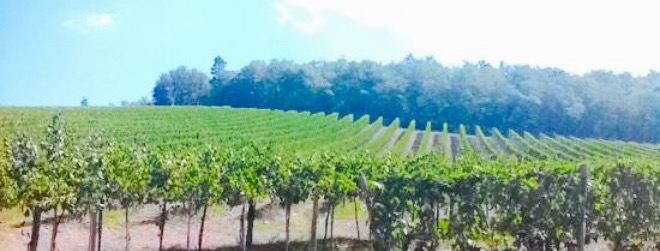 La Cantina di Colle Bereto