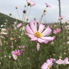 龙门山庄 User Photo