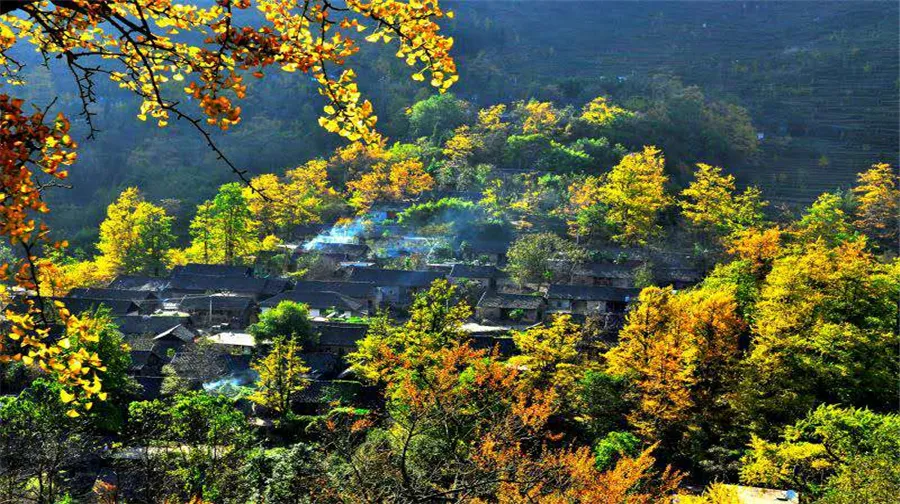4_Tuo Le Ancient Ginkgo Scenic Ared