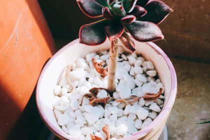 大喜來蛋糕店(新城南都店)