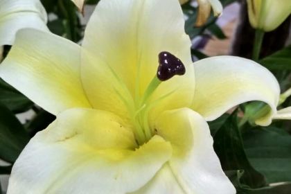 Mixuebingcheng (hongxianglu)