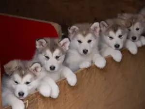 JUE WEI YA BO FU LING YI DIAN