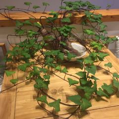 JUJUBETREE User Photo