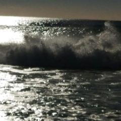 Hurricane's Grill - Bondi Beach User Photo