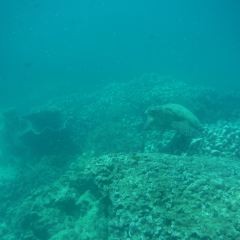 Verde Divers User Photo