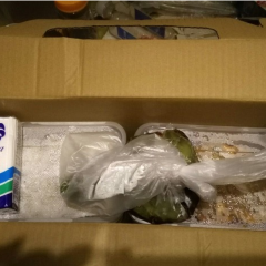 ALANGHAIXIAN User Photo