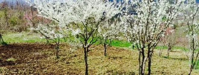 Agriturismo La Ginestra