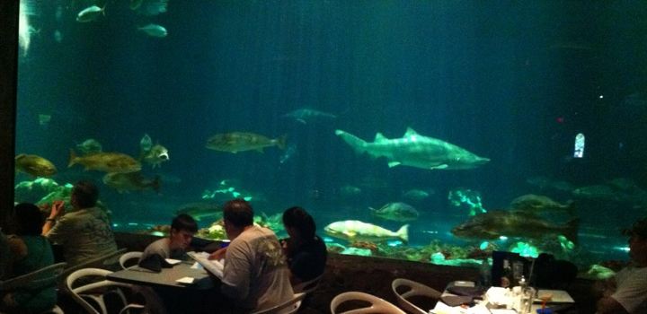 Sharks Underwater Grill
