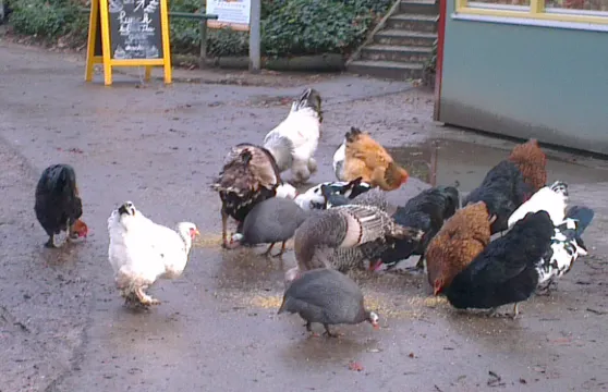 Vogeleiland Deventer