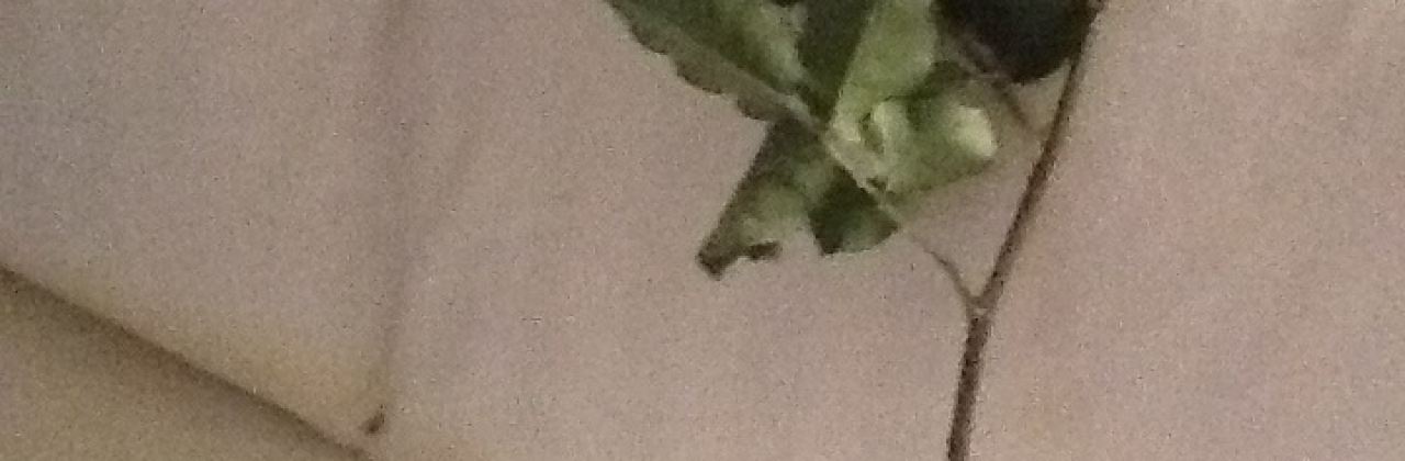 Café Quito Restaurante - Swissôtel Quito