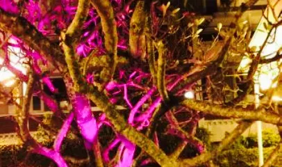 Fort Kochi Seafood Restaurant