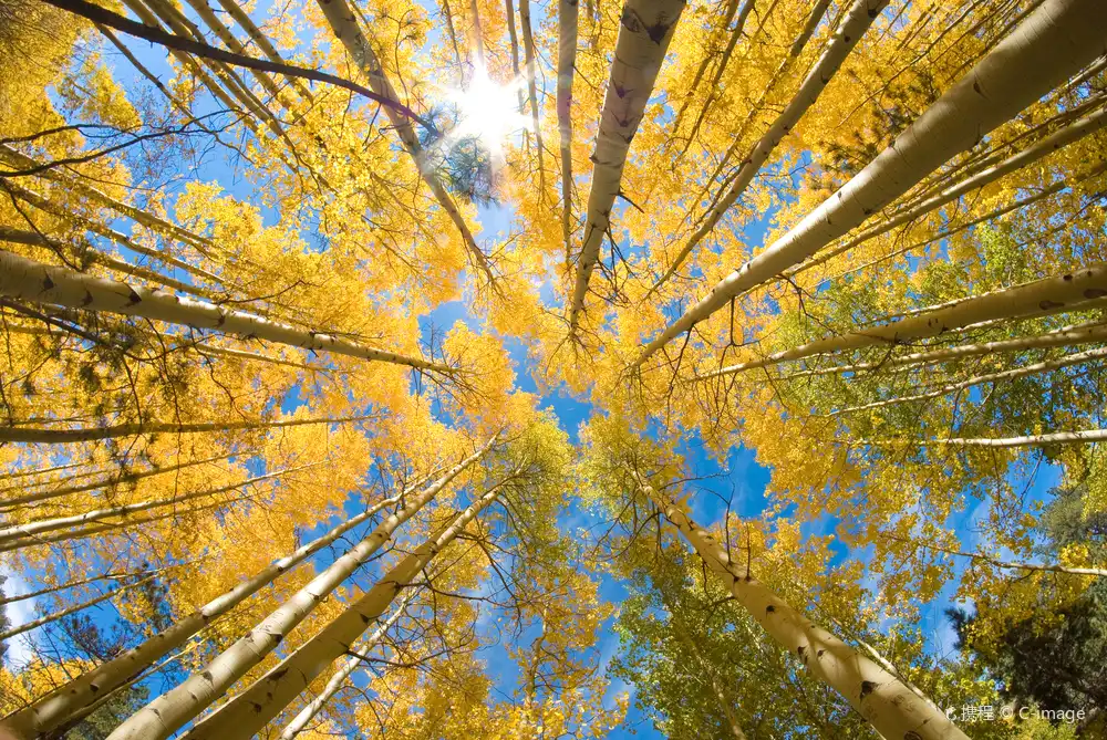 Hotels near White Birch Forest