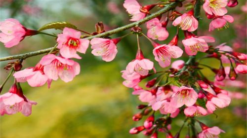 Guiyang Cherry Garden