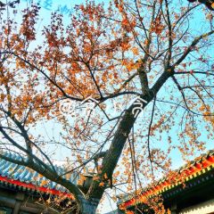 King's Joy User Photo