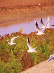 The Yellow River Delta Tourism Island of Eco-culture