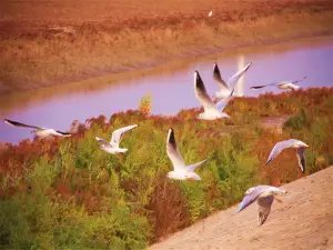 The Yellow River Delta Tourism Island of Eco-culture