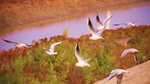 The Yellow River Delta Tourism Island of Eco-culture