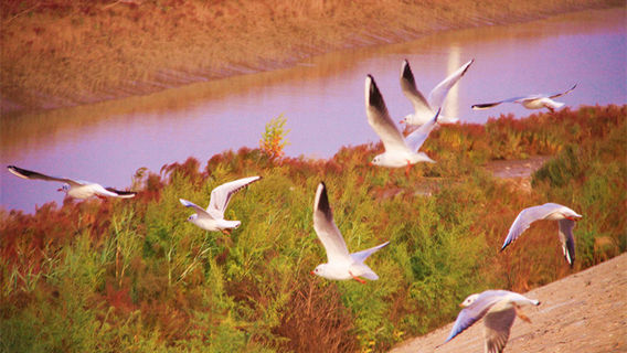 The Yellow River Delta Tourism Island of Eco-culture