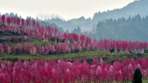 Hongquan Peach Blossom  Valley