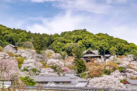 Hasedera