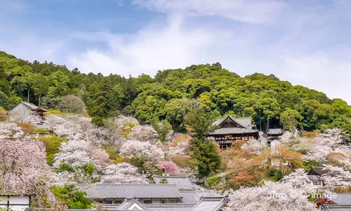 Hasedera