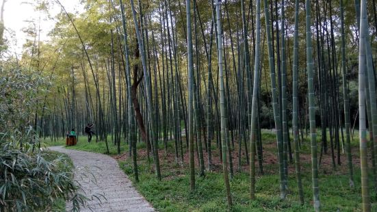 在采石矶景区内道路旁的竹林罢了，离林散之艺术馆很近，对于看过