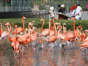 สวนสัตว์ในเมืองฉือเจียจวง