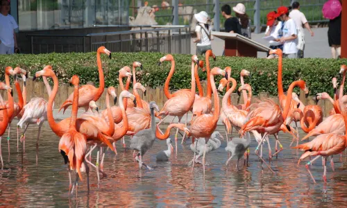 Shijiazhuang Zoo