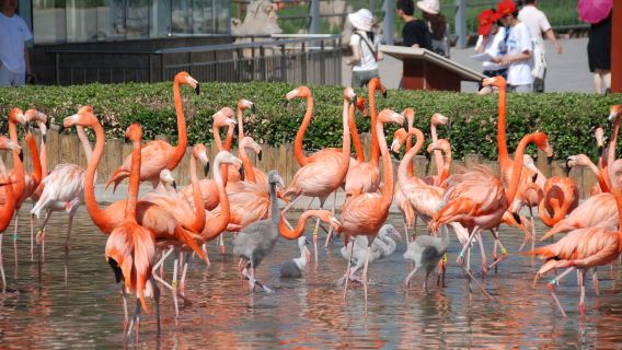 Shijiazhuang Zoo