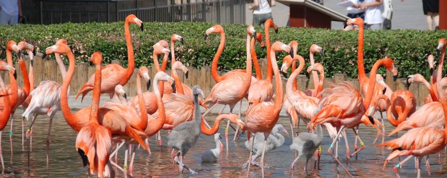 Shijiazhuang Zoo