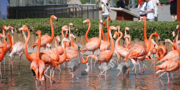 石家莊市動物園