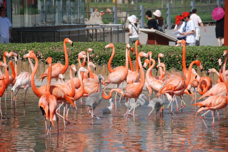 石家莊市動物園