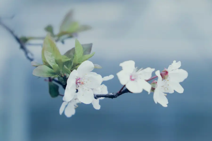 Sakura Valley