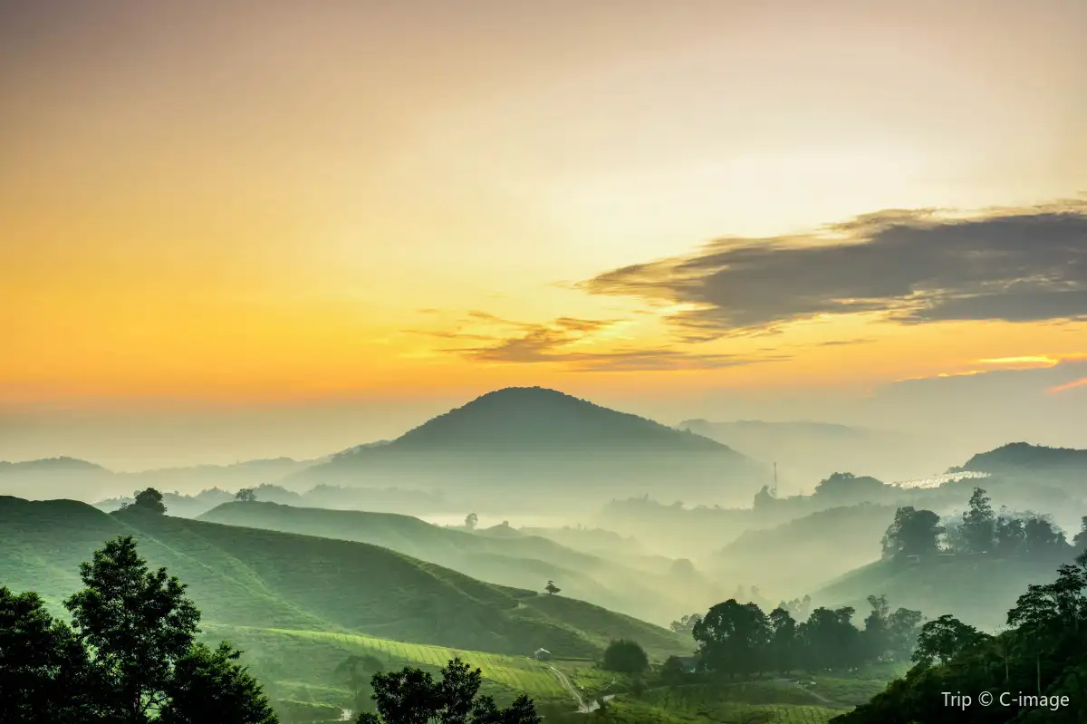 Cameron Highlands