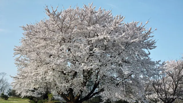 鳥取：一半黃沙，一半海水，體驗非凡浪漫