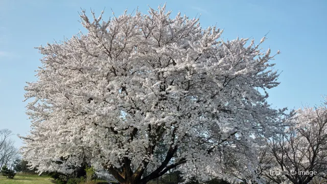 鳥取：一半黃沙，一半海水，體驗非凡浪漫