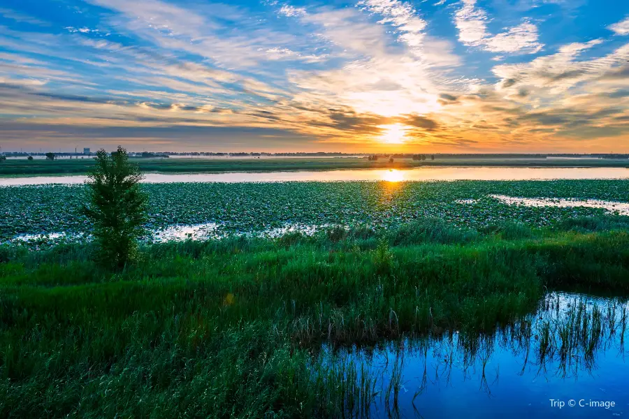 龍鳳濕地