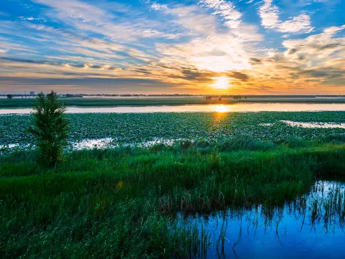 龍鳳濕地