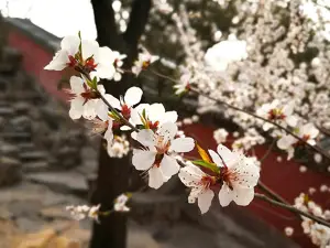 平乡县高阜镇村