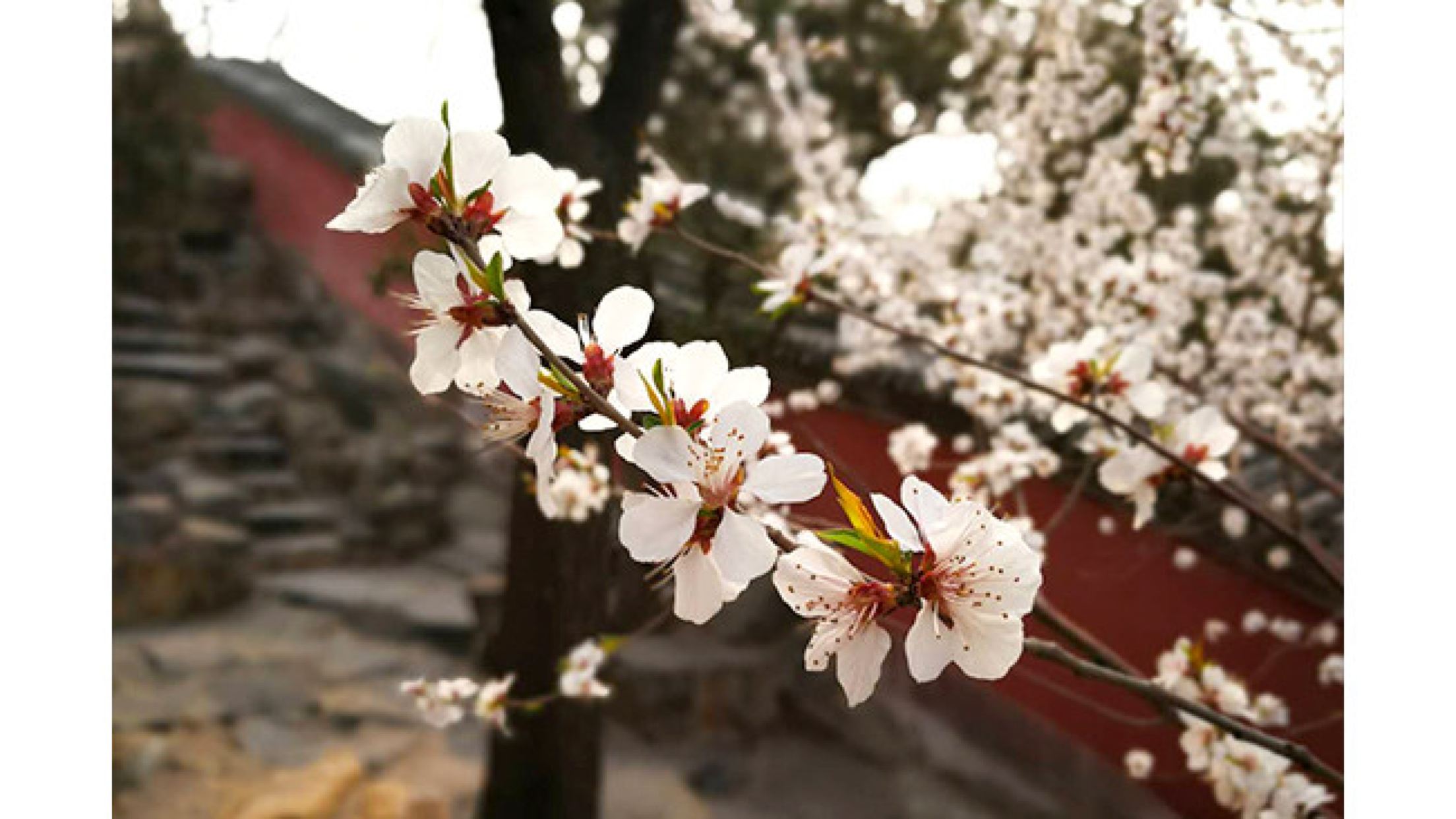 高阜镇村