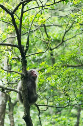 鄰近Yakushima Botanical Research Park的酒店