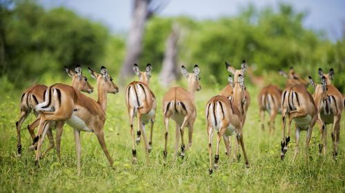 Chobe National Park