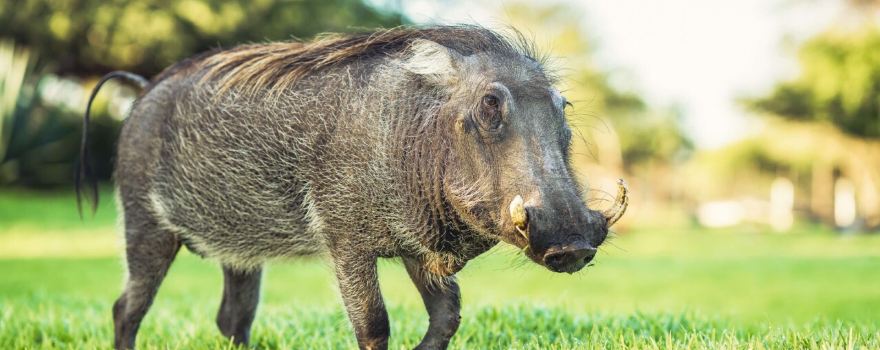 Harnas Wildlife Foundation