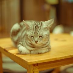 Cat 'n' A Cup Cat Cafe張用戶圖片