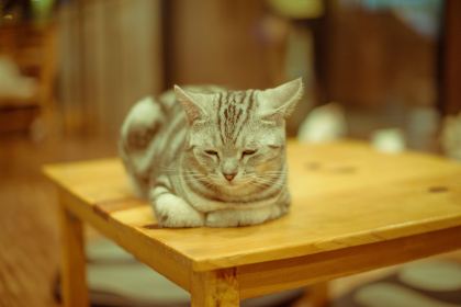 Cat 'n' A Cup Cat Cafe