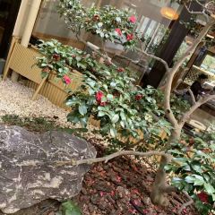 Sumojaya Yagura User Photo